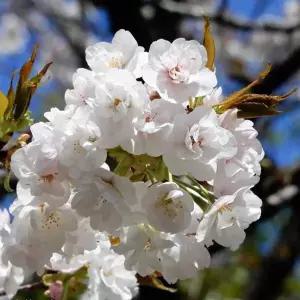 조경수 묘목/벚나무 세부(세부벚) 접목 1년   KJ985