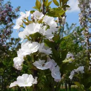 조경수 묘목/벚나무 천노천(천노천벚) 접목 1년   KJ995