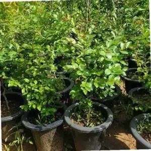 백일홍 (목백일홍) 3년생(키60센티) 개화주