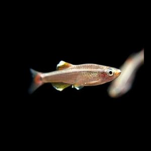 나나아쿠아 열대어 백운산 10마리