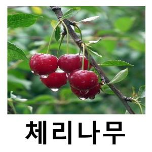 체리나무 묘목 라핀 왜성콜트대목 R3cm 결실주