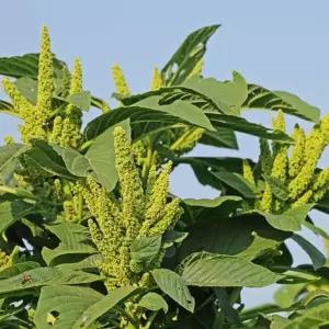 아미란스종자 아미란스꽃씨앗 야생화 야생화재배 종자 (WFKBY3U)