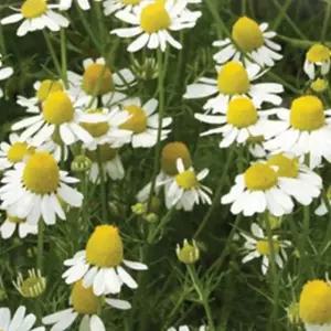 야생화정원용씨앗 허브씨 정원허브씨 카모야생화종자 정원용 (WFKBY5D)