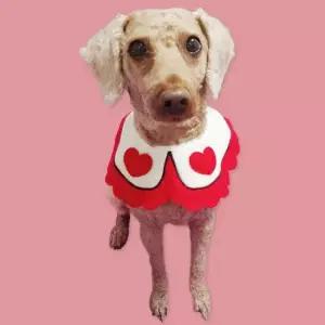 애견스카프 반려동물 턱받침 B 대 고양이스카프 애견스카프 고양이스카프 토끼옷