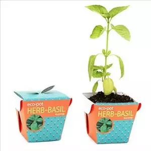 어린이 바질 키우기 세트 미니 허브 키우기 세트 재배 화분