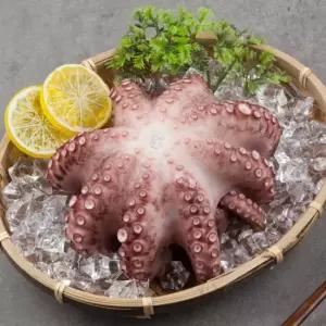 참맛나는 산지직송 국내산 제수용 활 돌문어 1.5kg (1미)