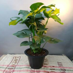 몬스테라(대품) 어느곳에서도 부작용이 없는아이에요 공기정화식물70cm