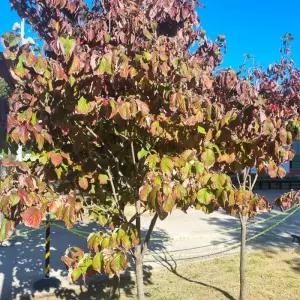 미산딸나무 묘목 실생2년생 미산딸 흰꽃 노지월동 정원용 조경 꽃나무 (목하원예조경)