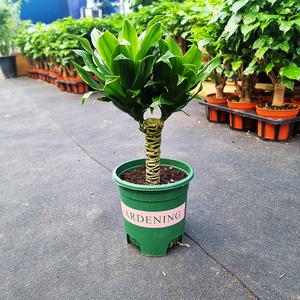 하늘꽃농원 드라세나 콤팩타 실내공기정화식물 유해물질제거식물