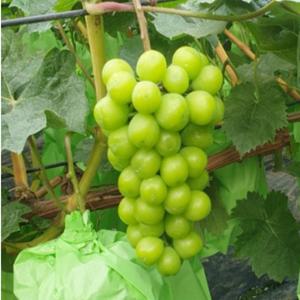 포도나무 묘목 샤인머스켓나무 삽목1년생 청포도