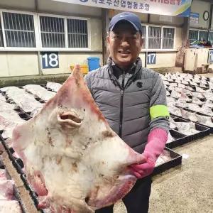 흑산도 손질 홍어 홍어회 1kg 숙성도 조절