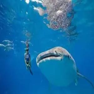 [부산출발] 세부 5일 오슬롭 고래상어+투말록폭포+마사지