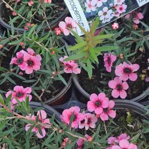 이삭 호주매화1+1  마누카 다양하고이쁜꽃 오랜개화기간 호주매