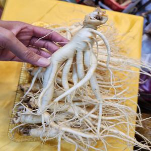 풍기인삼 6년근 난발삼 수삼 파삼 750g 도매