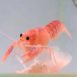 애완  미니 가재 키우기 관상용 볼케이노 가재 1마리