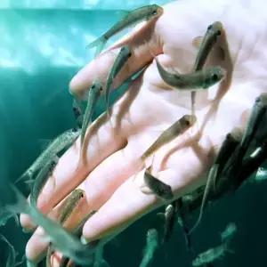 티아쿠아 열대어 닥터피쉬 가라루파 4마리 관상어