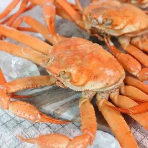 [NS홈쇼핑]포항 구룡포 자숙 홍게/대게 고급형 8-12마리 당일조업[35035573]