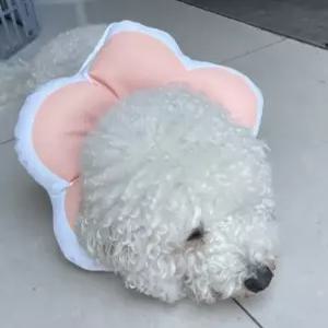 꽃피는 강아지 고양이 쿠션 넥카라 핑크 L