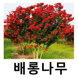 배롱나무 묘목 다이너마이트 다간형 특대 개화주 개별택배