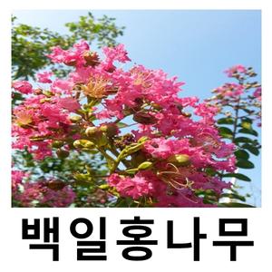 배롱나무 묘목 목백일홍 키150-170cm 독립수 개별택배