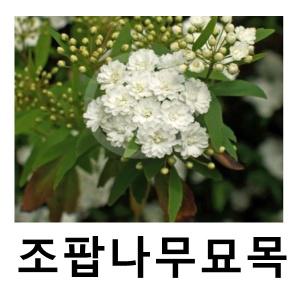 조팝나무 묘목 소주조팝 겹공조팝 개화주