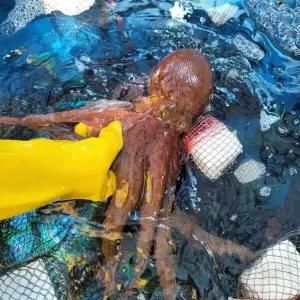 남해 자연산 활 돌문어 2kg 1마리 제수용 문어