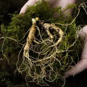 (선물세트) 산양삼 산양산삼 7년산 10년산