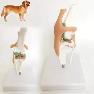 HEQIM 개 무릎 관절 모델 해부학적 동물 골격 해부학 모델을 사용한 인공 자연 크기 PVC