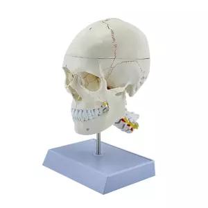 뇌모형 두개골 모형 피규어 뇌 신경학 분리형 머리 두뇌 분리 병원 인체 해부도 뼈 해골