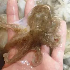 주꾸미 1kg 자연산 활 쭈꾸미철 샤브샤브 손질제철 해산물 생물 냉동