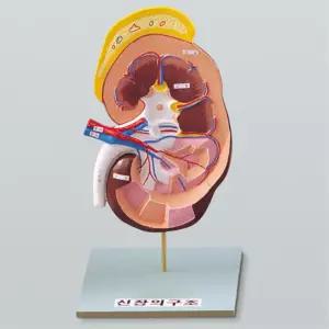 중학교 과학실 콩팥 모형 신우 동정맥 수뇨관 호기심자극 두뇌개발 예비중 원리실습