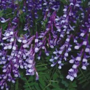 헤어리베치 풀씨 덩굴 식물 작물 씨앗 품종 종자 20g