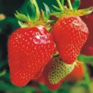 가정용 딸기 과일 씨 종자 씨앗 열매 식물 품종 100립