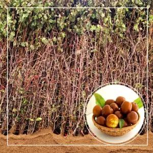 대추나무 사과대추 나무 묘목 10주 접목1년생 중묘 다왕자오 직접생산