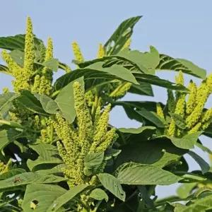 아미란스종자 아미란스꽃씨앗 야생화 야생화재배 종자 (WFKBY3U)