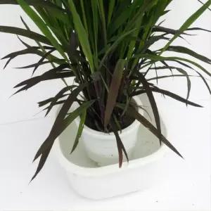 초등학교 체험학습 벼키우기 화분세트 주니어 한살이표본 방과후