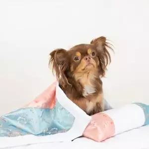 국내산 사계절사용 애견 이불세트 U135219 냥덕후 방석