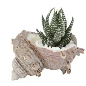 5인세트 공기정화 생명력강한식물 소라껍데기 다육이키우기 식물성장일지