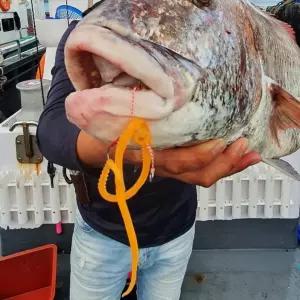 UST 참돔타이라바 타코웜 타이라바 스커트 D형