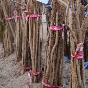 가시오가피묘목 2년생 유실수 약용수 조경수 꽃나무(TB)