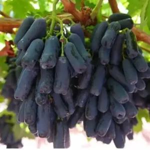 포도나무묘목 블랙샤파이어 포도나무 가지포도나무 유실수 약용수 조경수(TB)