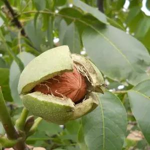 묘목/조실성 박피 호두 185 호두나무  (최우수품종)/실생 2년   KJ022