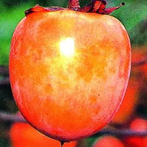 유실수 묘목/감나무 대봉 (대봉시)접목1년 포트묘-두개묶음  KJ019