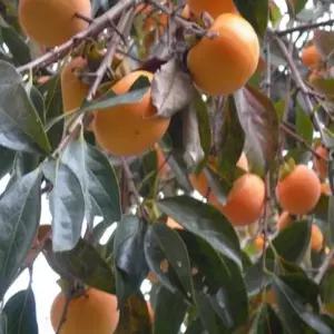 묘목/감나무(월하시) 월하 홍시 곶감용 -접목 1년 포트묘- KJ148