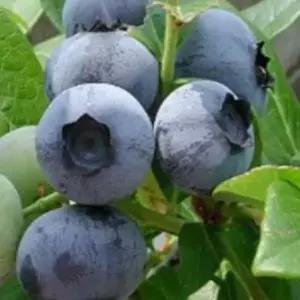 묘목/블루베리-듀크 2년생 포트묘 /두개묶음  KJ1824