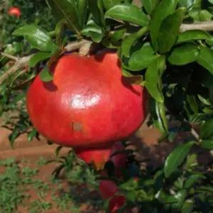 묘목/석류나무 대홍/3년생 포트묘/ 두개묶음 KJ2293