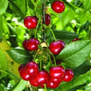 묘목/자가결실 체리 타르트 체리 노스스타/접목 1년 (콜트 대목) KJ324