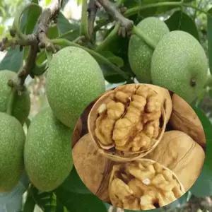 묘목/왕호두나무 왕호두  신령/접목 1년 대묘大 KJ1829