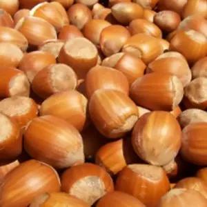 묘목/헤이즐넛 (개량 대과 개암나무)제퍼슨/실생 2년 포트묘/두개묶음  KJ419