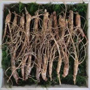 백세산삼 산지직송 산양삼 산양산삼 5-6년근 20뿌리 30뿌리 파지삼